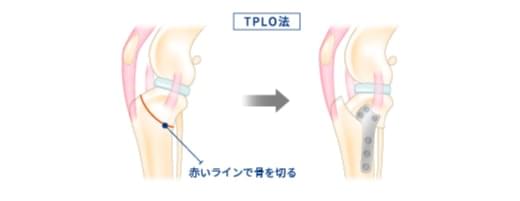 TPLO法（Tibial Plateau Leveling Osteotomy/脛骨高平部水平化骨切り術）