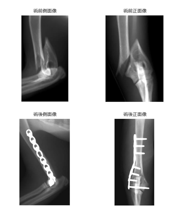 右側上腕骨遠位端螺旋骨折 2.46kg 雑種 未去勢雄 ２歳