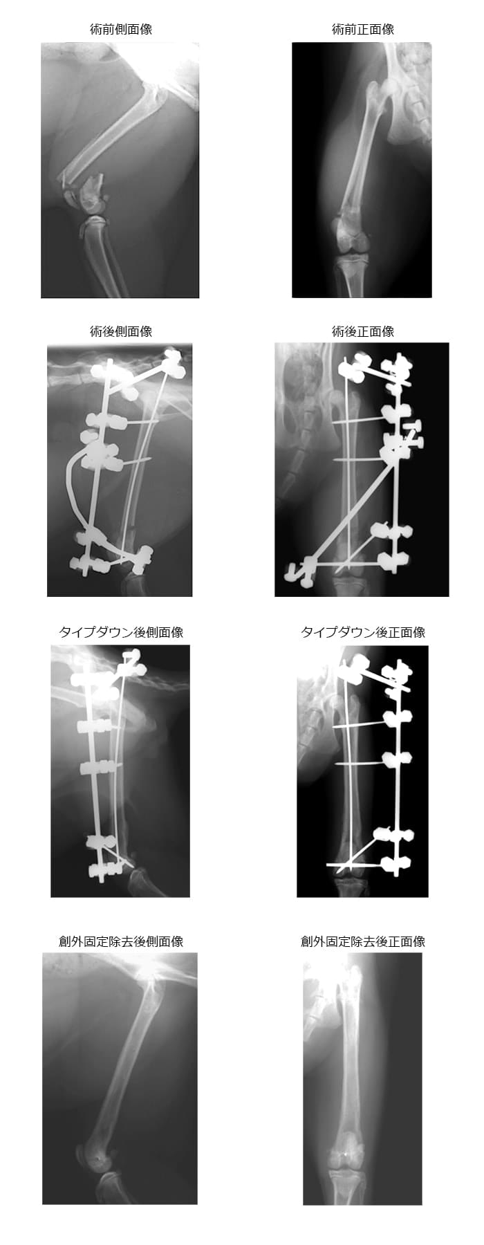 右側大腿骨遠位端粉砕骨折 3.1kg ロシアンブルー 避妊メス １歳