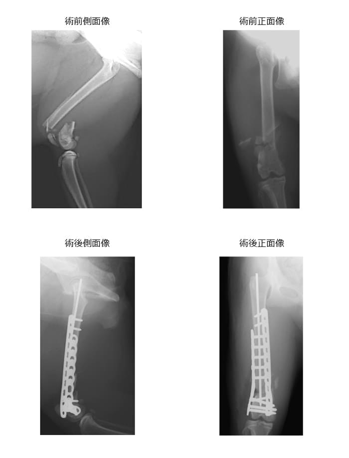 左側大腿骨遠位粉砕骨折 5.0kg 雑種 去勢雄 4歳