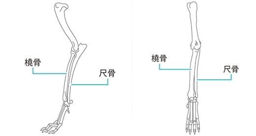 橈尺骨骨折